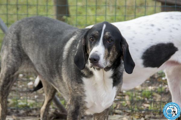 Blaky, il gigante buono in cerca di un nuovo inizio Foto 6